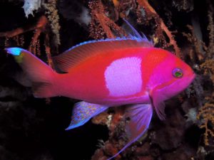 Square Anthias